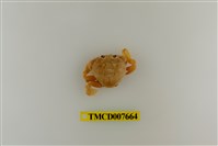 藏品(短刺伊氏蟹)的圖片